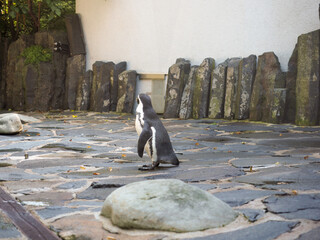 Penguin walking on rocky surface in outdoor enclosure