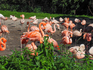 Group of pink flamingos gathered under sunlight in zoo habitat
