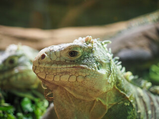 Close-up of green iguana head in tropical terrarium