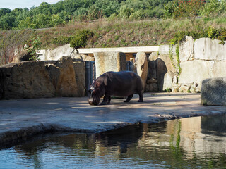 Hippopotamus walking near water in zoo enclosure