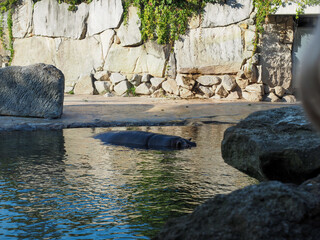 Hippopotamus resting in water at zoo habitat