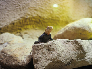 Small lizard perched on rock in warm desert terrarium