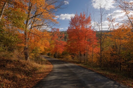 Scenic pathway surrounded by fall foliage in a natural setting