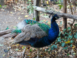 Indian peacock standing among dry leaves outdoors