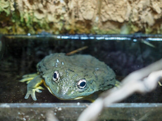 Large frog resting in shallow water close-up