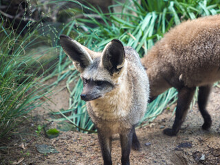 Bat-eared fox standing alert on sandy ground