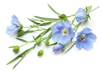Obraz premium Blue Flax flowers with green buds, on white, for design, product photos or ads