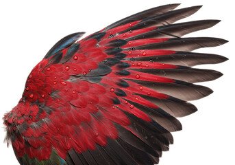 Obraz premium Isolated Colorful Wing with Feathers and Water Drops, Vibrant Bird Plumage Close-Up