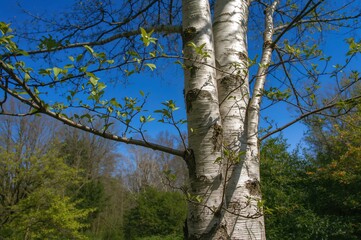 Fototapeta premium Fresh green leaves sprouting on birch tree branches in a springtime garden