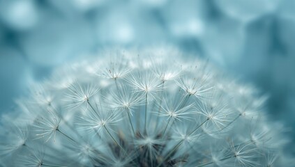 Fototapeta premium Close-up of dandelion seeds in a serene blue atmosphere