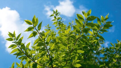 Fresh green foliage against a clear blue sky