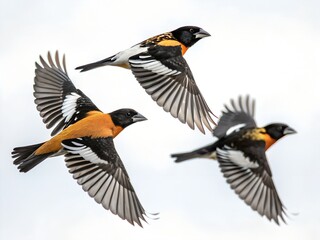 Flock of Black-headed Grosbeaks Flying Isolated on White