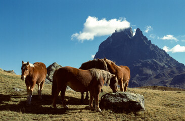 Cheval Comtois PicOssau Pyr Atlantiques