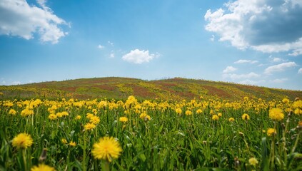 Fototapeta premium Wide-angle shot of a sunny hillside covered in green grass and blooming yellow flowers under a clear blue sky
