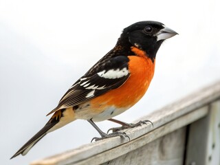 Black-headed Grosbeak Perched Full Body Isolated on White