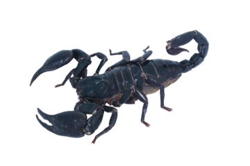 Black scorpion isolated on transparent background for graphic design.