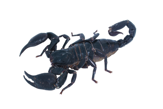 Black scorpion isolated on transparent background for graphic design.