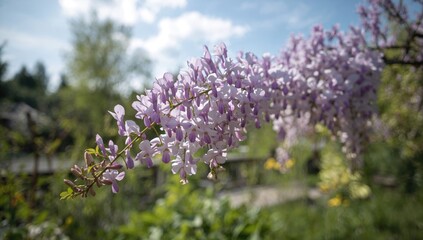 Obraz premium Clusters of wisteria flowers