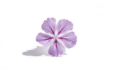 Isolated Phlox Flower on a White Backdrop