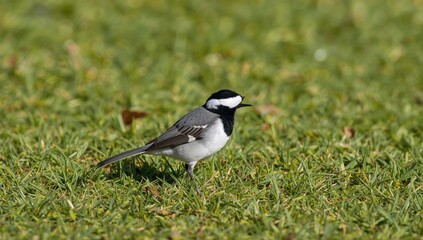 Fototapeta premium Adorable small passerine bird perched on vibrant green grass during springtime