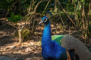 Fototapeta premium Gorgeous Peacock Displayed in Wildlife Park