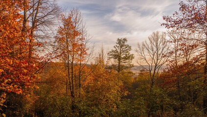 Fototapeta premium Abstract autumn foliage against a sky backdrop, nature and forest scenery with light filtering through leaves