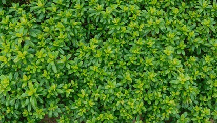 Lush bright green rhododendron leaves ideal for botanical or natural design projects