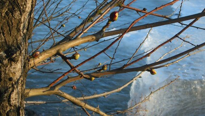 Detailed view of twigs with enlarged buds set against a flowing river and melting ice during early spring sunshine