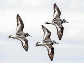 Flock of Black-bellied Plovers Flying Isolated on White