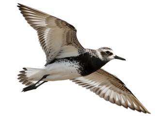 Black-bellied Plover Flying Isolated on White Background