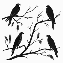 Four black silhouette birds of prey perched on bare tree branches with feathery leaves on a white background