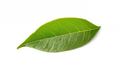 Obraz premium Single bay leaf on a plain white backdrop. Culinary herb idea.