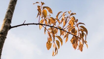 Silver birch branch adorned with autumn leaves and catkins