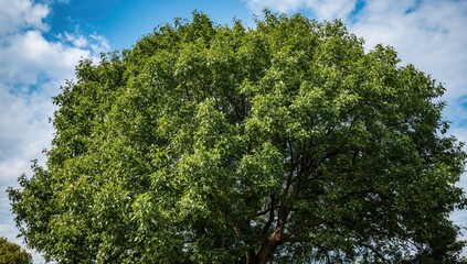 Obraz premium A vibrant tree standing tall beneath a sky dotted with clouds