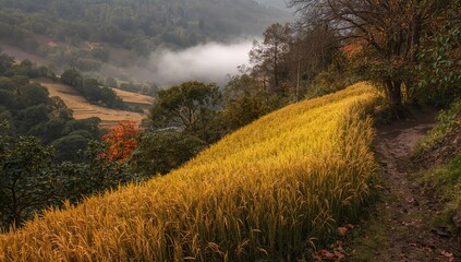 Obraz premium Areas where rice is grown