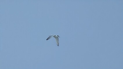 Obraz premium Stunning capture of a lone Arctic tern soaring above a vast water reservoir with clear skies and natural surroundings