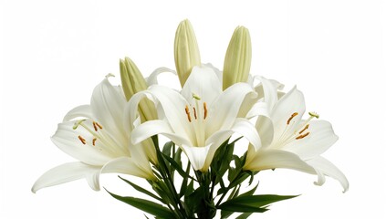 Fototapeta premium Collection of pale lilies against a white backdrop