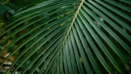 Fototapeta premium Detailed view of a tropical palm frond against a lush green backdrop