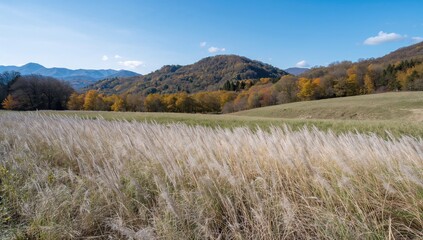 Fototapeta premium Scenic view of silver pampas grass in autumn landscape