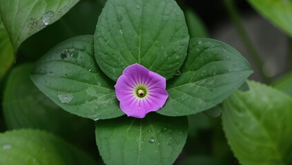 Easy-to-care-for houseplants that bloom multiple times annually when well maintained