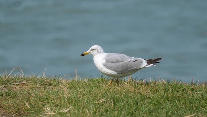 Fototapeta premium A silver-feathered bird foraging on green grass by the coastline, capturing the essence of summer wildlife.