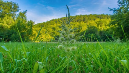 Background growth of annual grass from the Poaceae family with a green foxtail look.