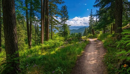 Obraz premium A photo of an outdoor hiking path through a dense forest in the northwest region