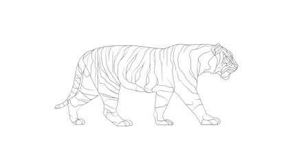 Fototapeta premium Walking Tiger Line Art Illustration