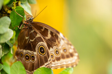 Close-up macro photograph of a Blue Morpho butterfly Morpho peleides resting on a green leaf. The detailed texture of the brown wings with eye-like spots contrasts beautifully against a soft yellow