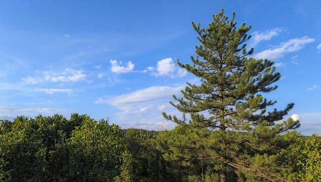 Pine tree beneath a clear blue sky - Powered by Adobe