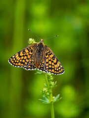 Glanville Fritillary Butterfly Resting With its Wings Open