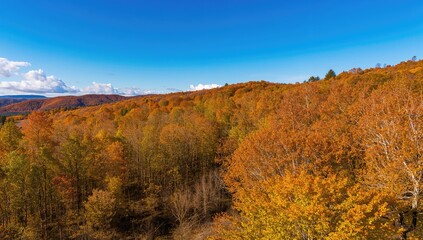 Fototapeta premium Top-down perspective of vibrant autumn tree patterns in nature