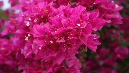 Vibrant crimson blossoms of the spectacular cascading bougainvillea plant bring a tropical charm to summer landscapes
