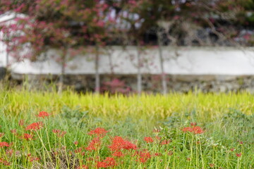 彼岸花咲く葛城古道